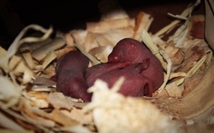 baby MASTOMYS baby MASTOMYS
